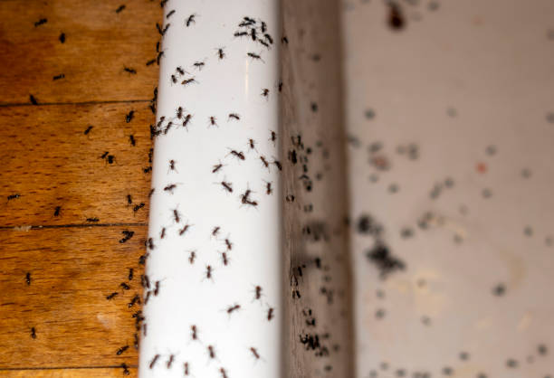 Best Emergency Pest Control  in Steelevle, IL